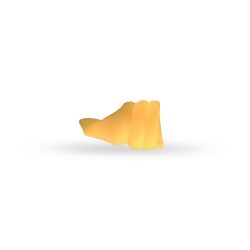 Scuncilllo